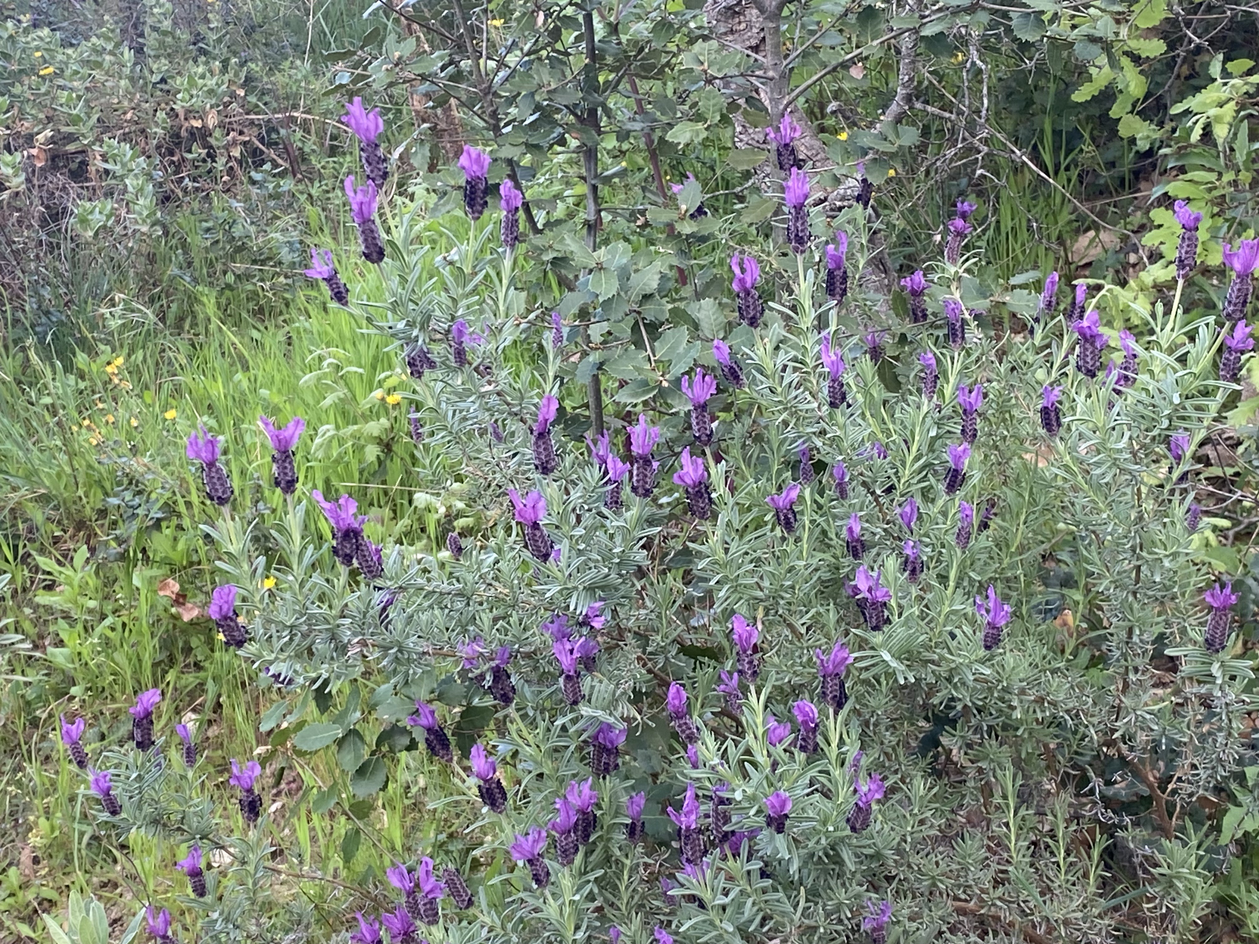 Roquebrune S/Argens