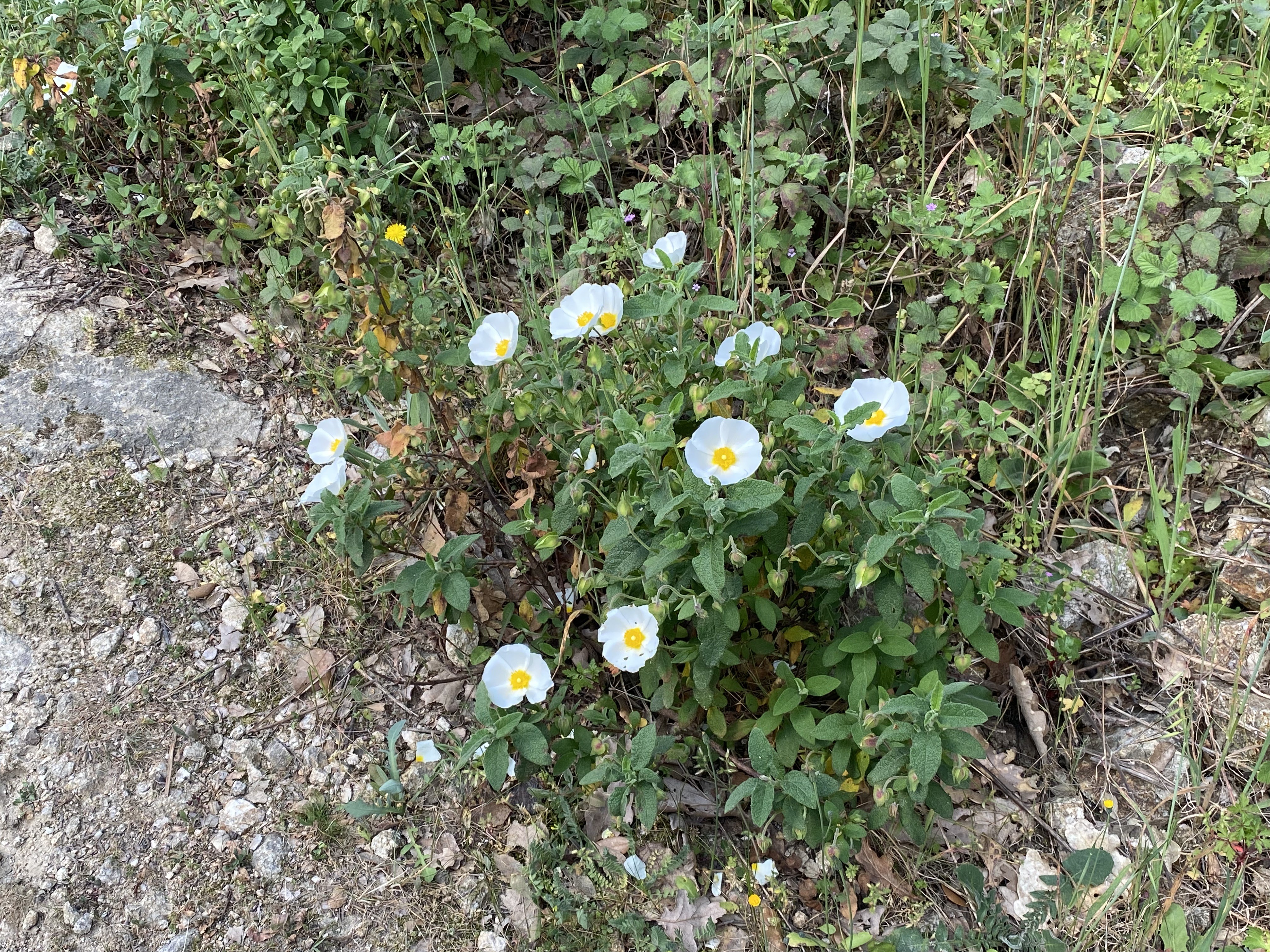 Roquebrune S/Argens